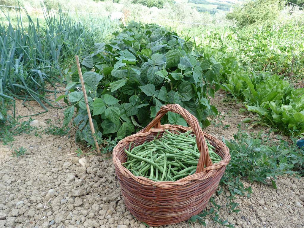 Agriturismo Apparita Montecastelli Pisano Kültér fotó