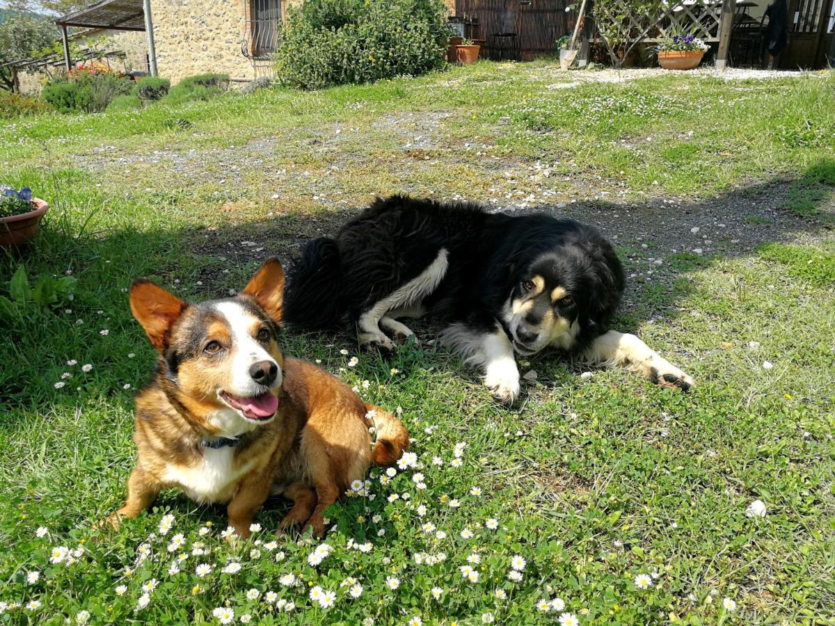 Agriturismo Apparita Montecastelli Pisano Kültér fotó